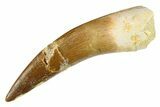 Bargain, Fossil Plesiosaur (Zarafasaura) Tooth - Morocco #297891-1